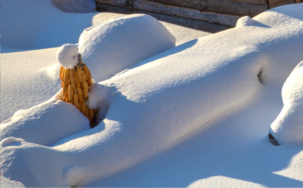 雪鄉的美麗雪景