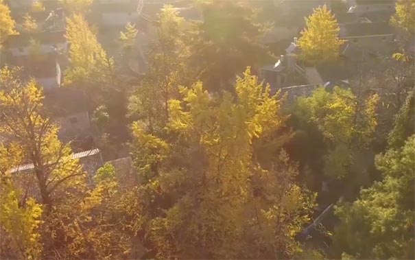 云南騰沖銀杏村-