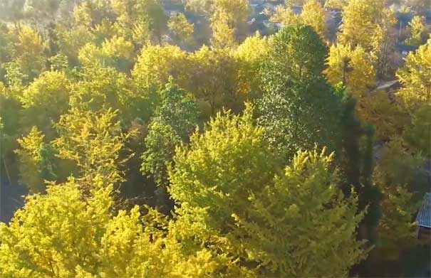 云南騰沖銀杏村-