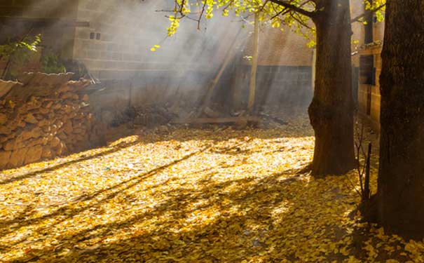 云南騰沖銀杏村-