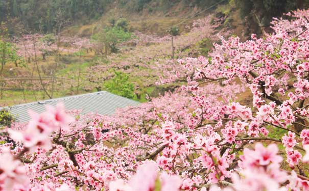 四川春季賞花活動表：龍泉桃花節