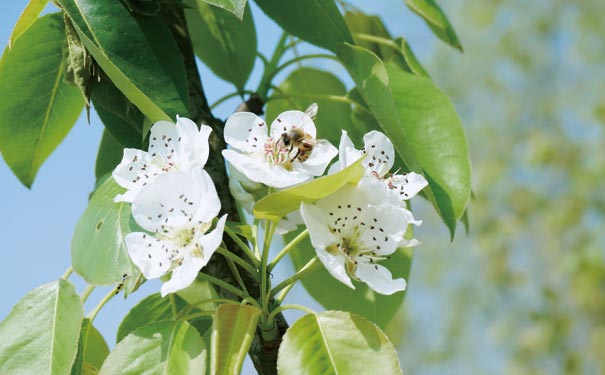 四川春季賞花活動表：新津花舞人間梨花節