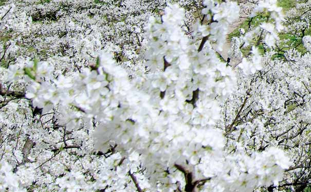 四川春季賞花活動表：李花節