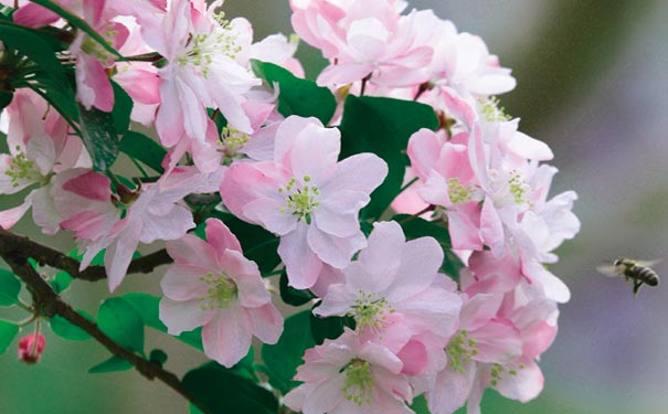 四川春季賞花活動表：鳳翔湖海棠花