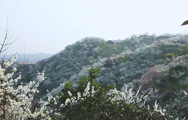 3月重慶賞李花地點推薦：統(tǒng)景印盒李花