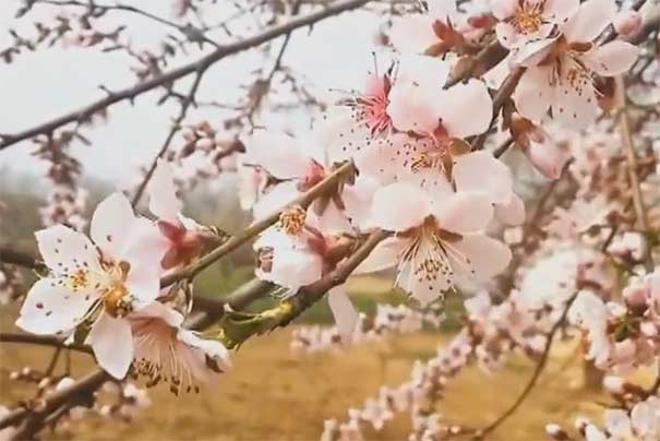 3月重慶賞桃花地點推薦：虎峰山桃花