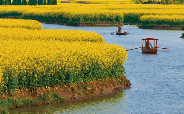 3月重慶賞油菜花地點推薦：潼南崇龕油菜花