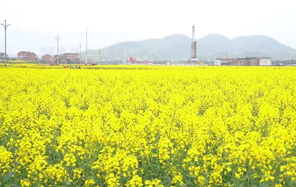 3月重慶賞油菜花地點推薦：南川三秀油菜花