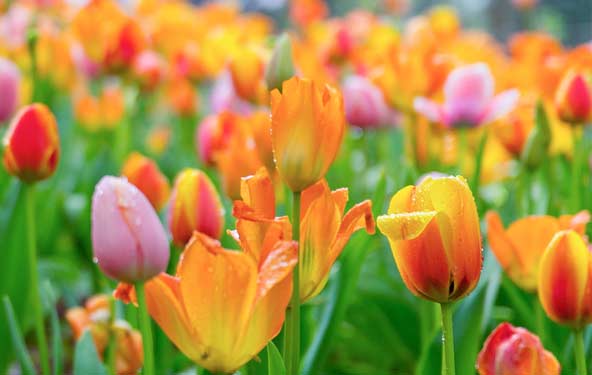 3月重慶賞郁金香地點推薦：重慶江北花卉園郁金香