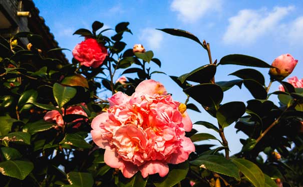 3月重慶賞山茶花地點推薦：重慶園博園山茶花