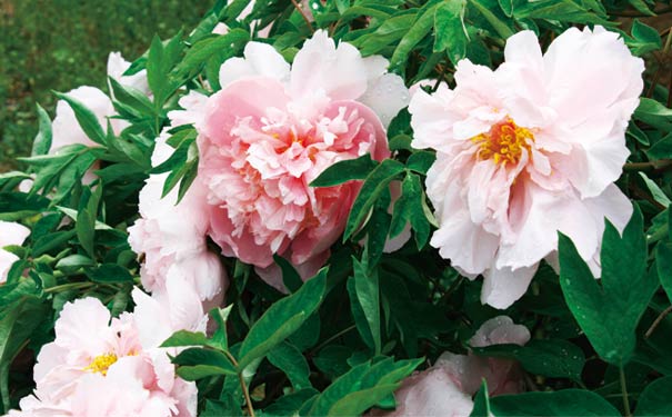 3月重慶賞牡丹花地點推薦：墊江牡丹花