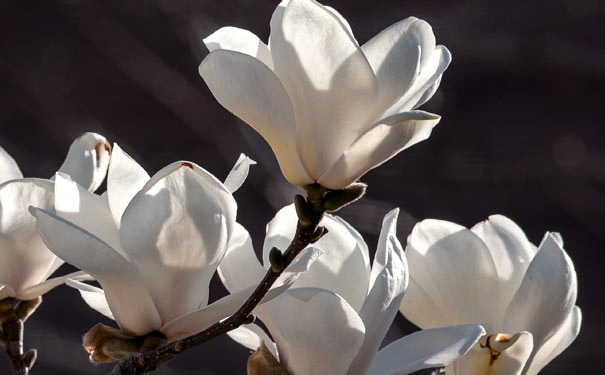 3月重慶賞玉蘭花地點推薦：彈子石玉蘭花