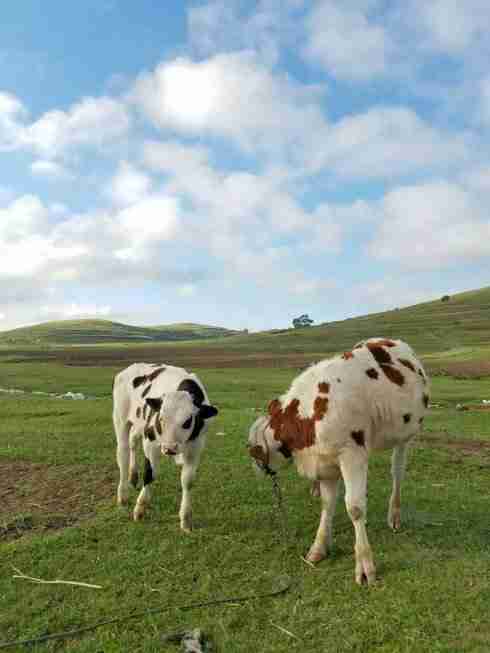 張北草原天路農家院大康莊園最實惠張北草原天路家院