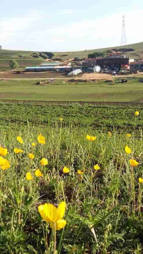 張北草原天路農家院大康莊園最實惠張北草原天路家院