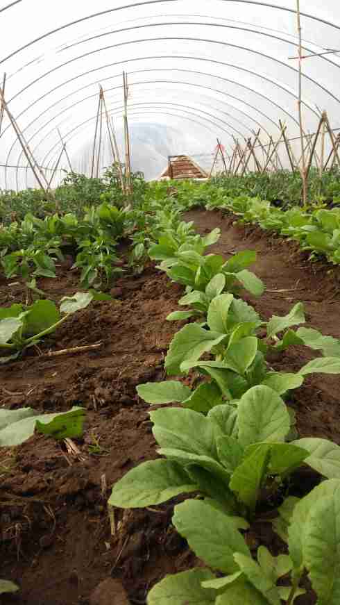 張北草原天路農家院大康莊園最實惠張北草原天路家院
