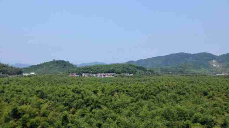 深圳周邊自駕路線-肇慶廣寧竹海-圖1